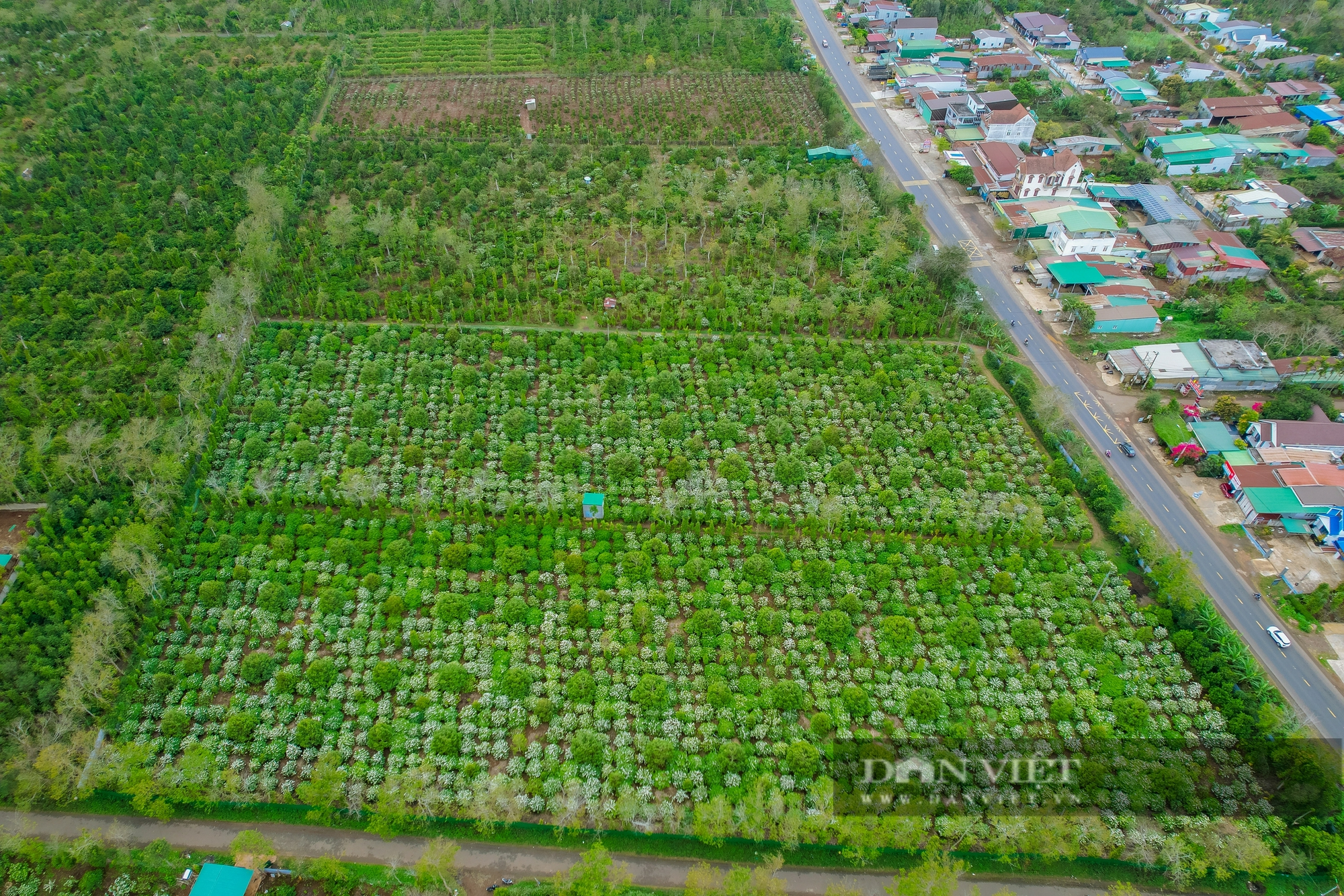 Mưa trái mùa ở Đắk Lắk đẩy nhiều loại cây tiền tỷ vào nguy cơ mất mùa - Ảnh 10.